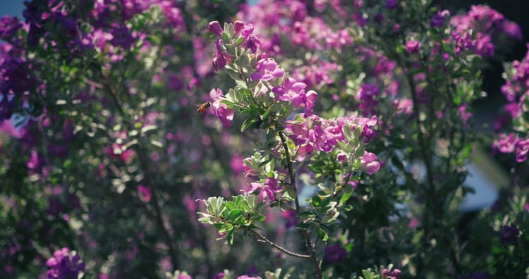Bee